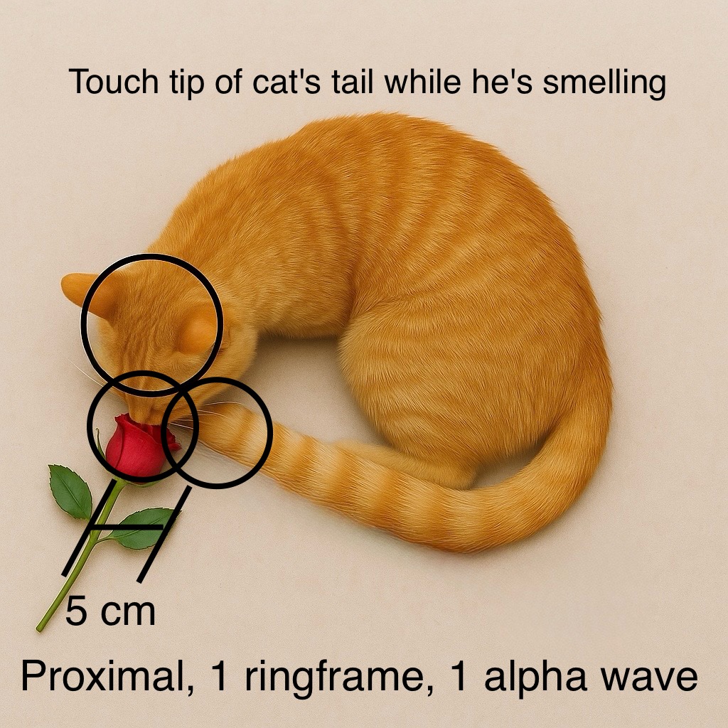 Tip of tail is proximal to nose